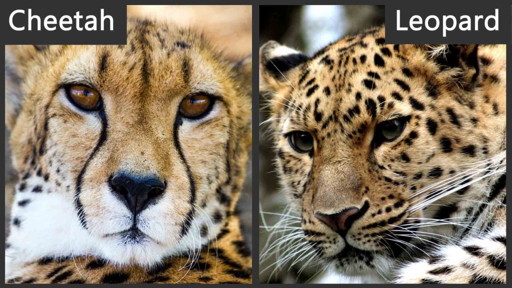 Cheetah vs Leopard Tear Stains