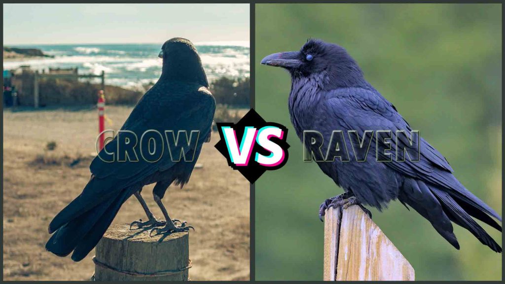 Crow vs. Raven