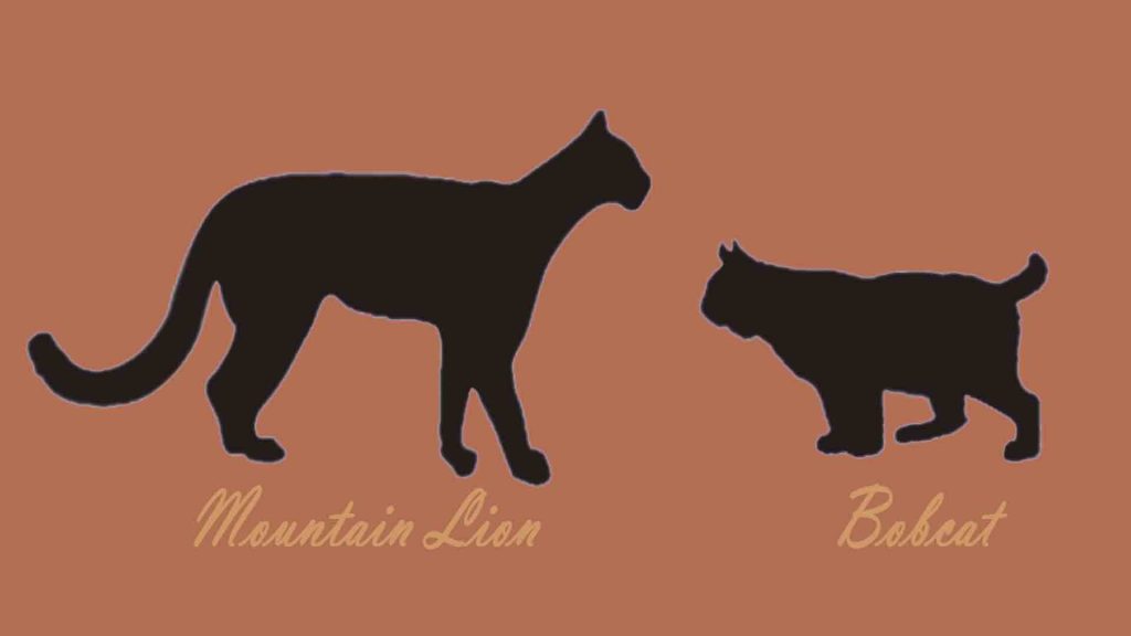 Mountain Lion vs. Bobcat; Size and Shape Difference