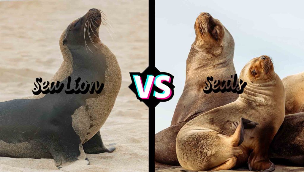 Seals vs. Sea Lions