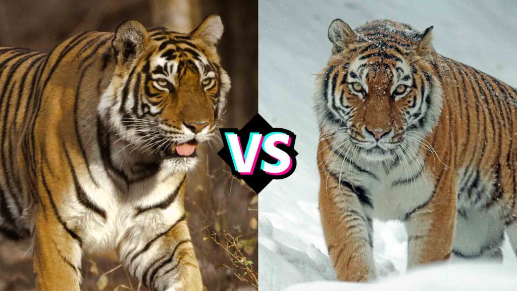 Siberian Tiger vs. Bengal Tiger