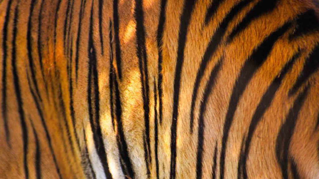 Thin Fur of Bengal Tiger
