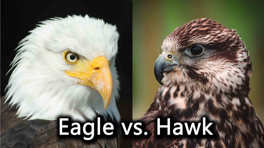 Eagle vs. Hawk